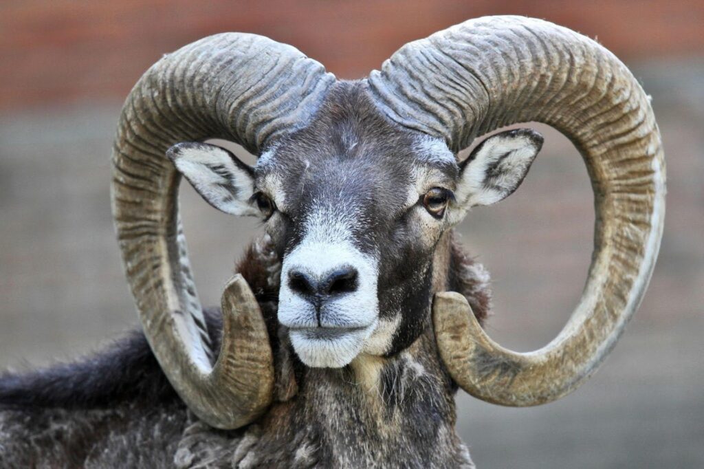 A ram with large horns stands proudly in front of a textured brick wall