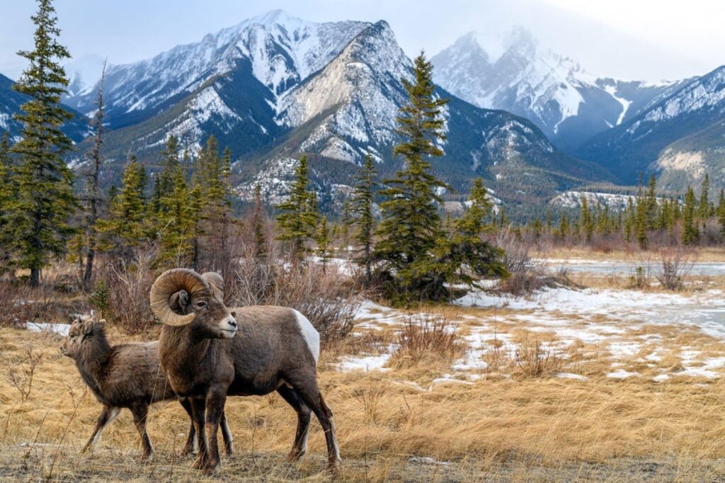 Two rams stand proudly in front of a majestic mountain range under a clear blue sky