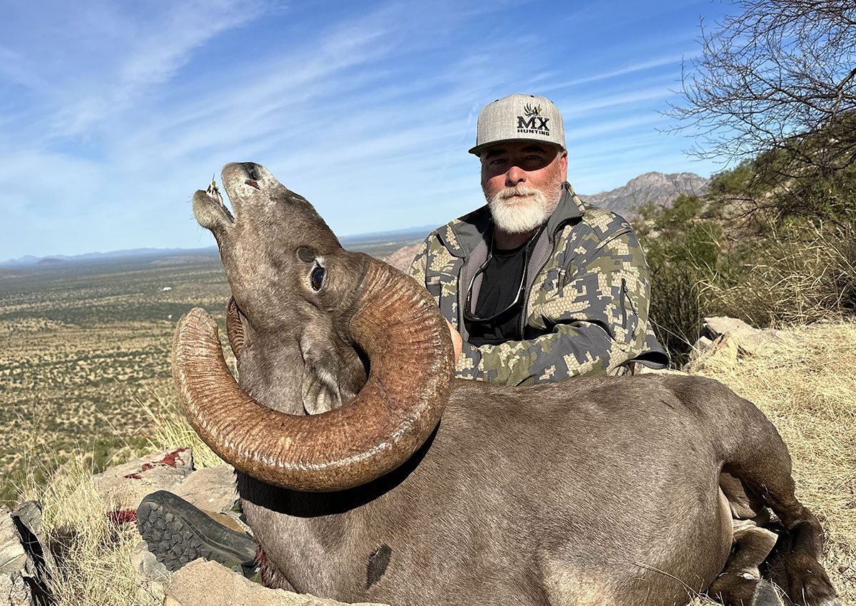 Desert Bighorn Sheep - MX Hunting Co
