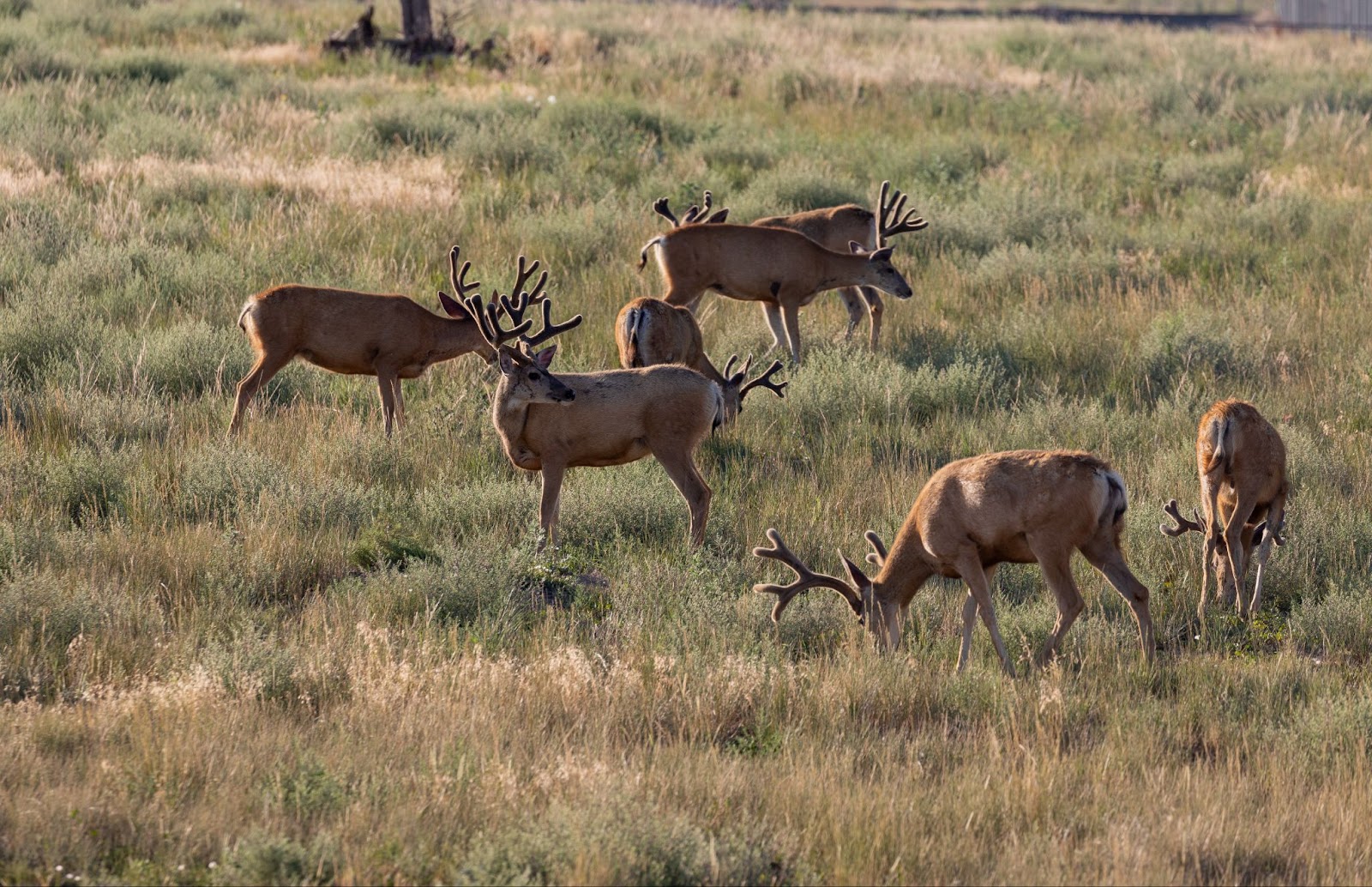 A herd of deer peacefully grazing in a field