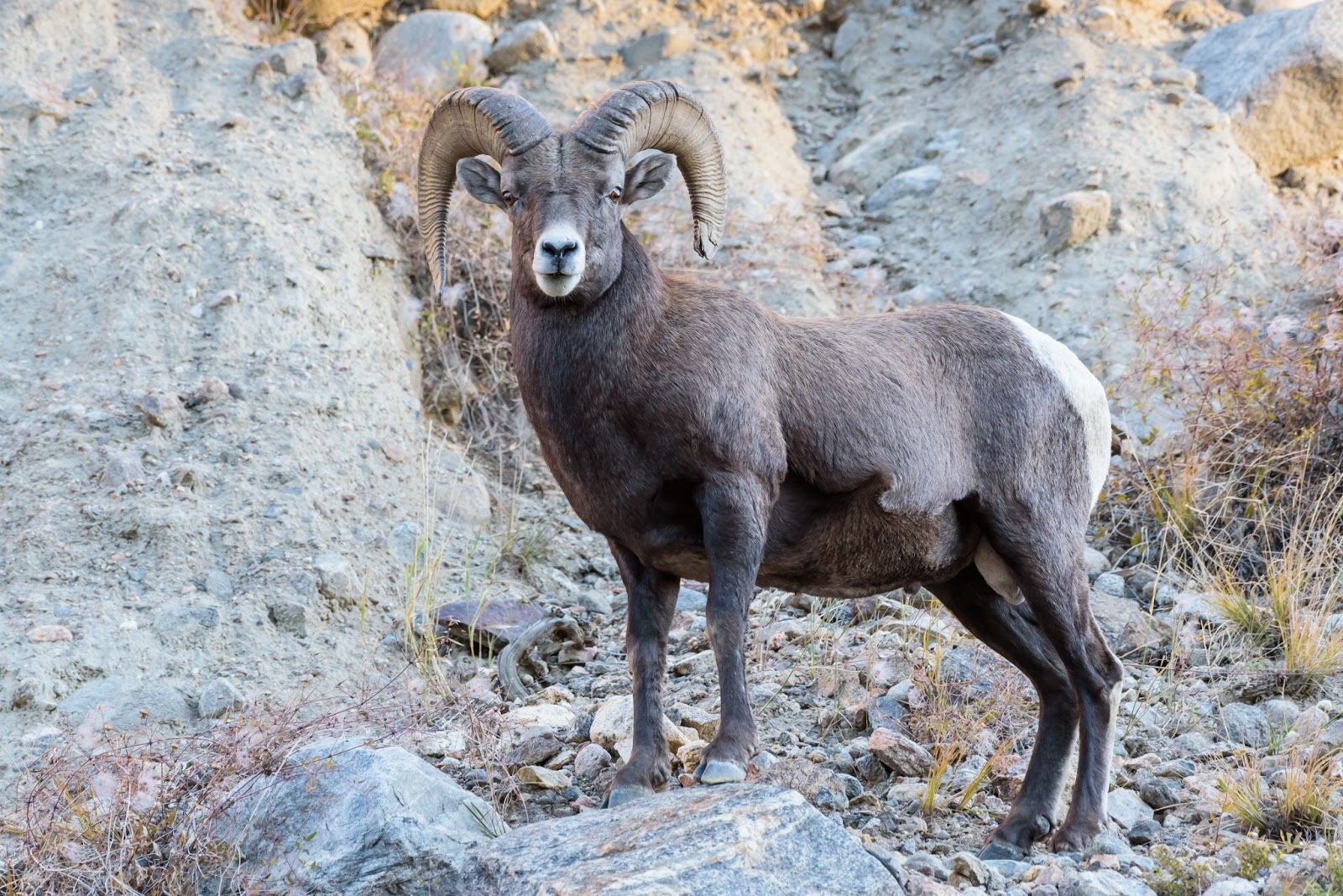 A ram standing on a rocky hillside in Mexico, with hunting equipment laid out nearby
