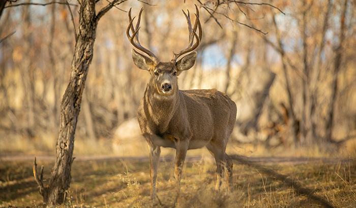 10 Things You Need to Know Before Your First Hunt in Mexico