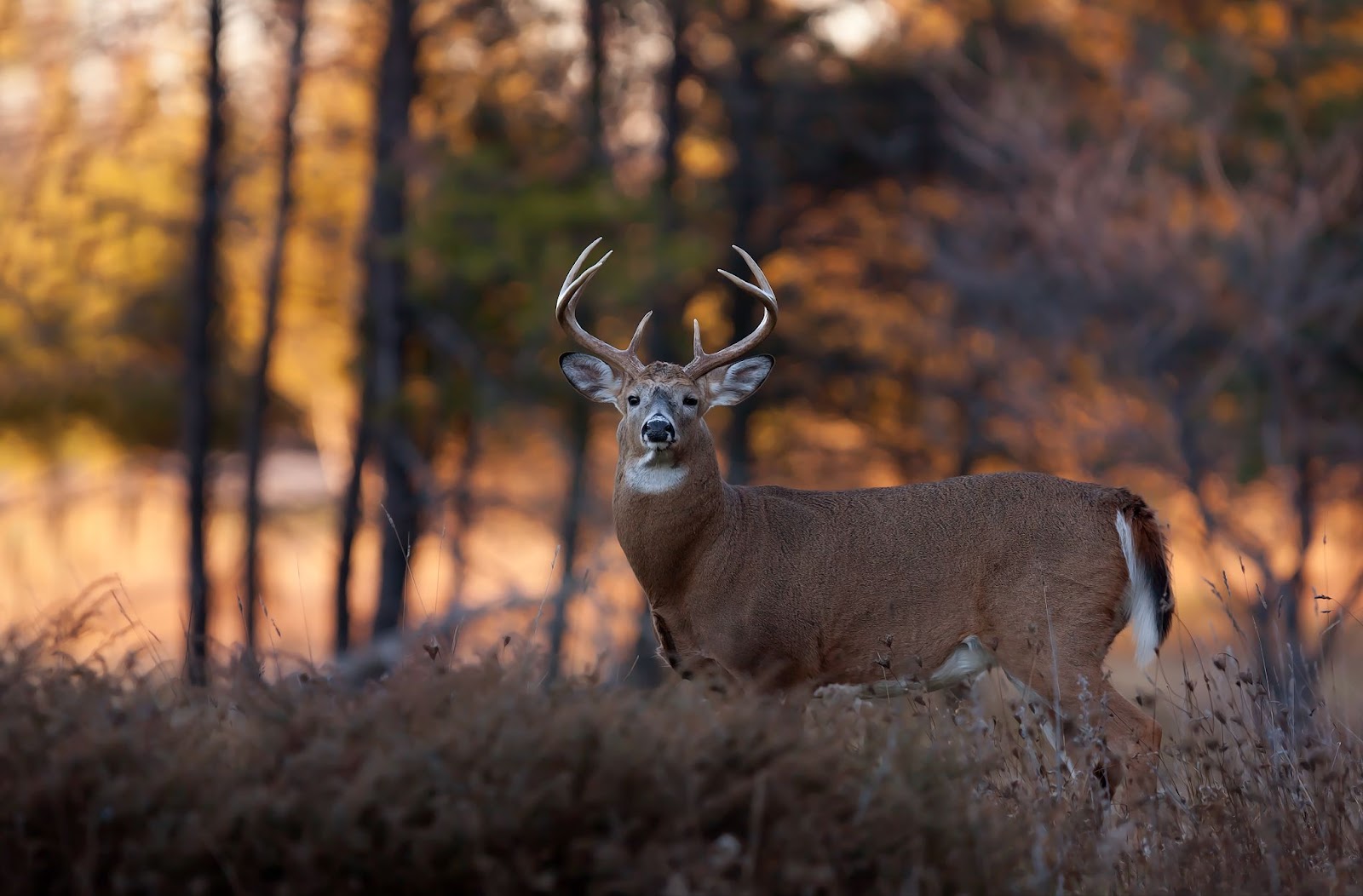 the ultimate guide to deer hunting: 10 tips & techniques