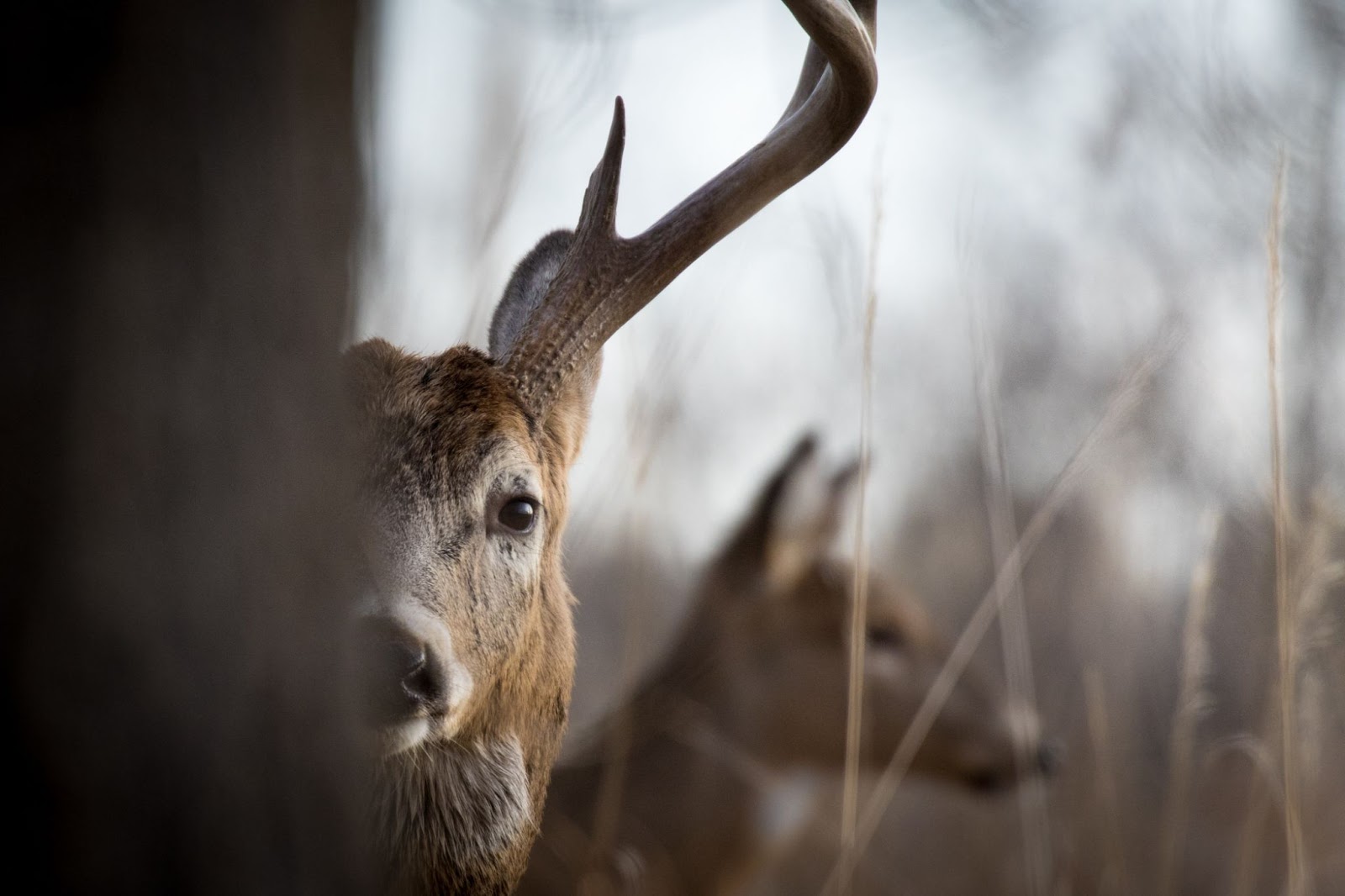 A deer cautiously peers through dense brush in Mexico during a hunting trip with hunting guides