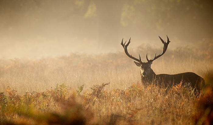Gear Up: Essential Equipment for Hunting in Diverse Landscapes