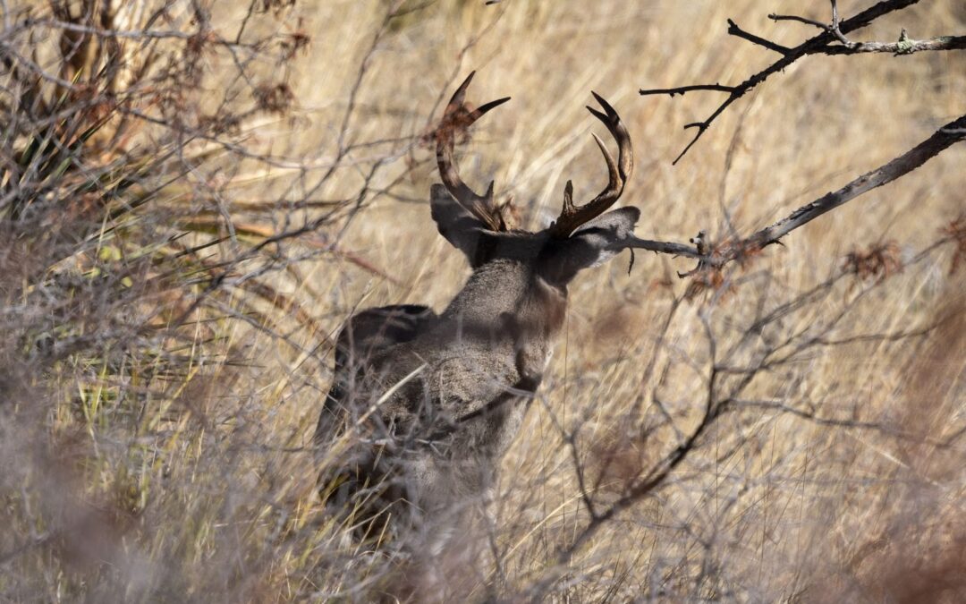 A Beginner’s Guide to Coues Deer Hunting in Mexico