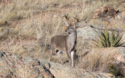 Coues Deer: The Tiny Titan of the Southwest vs. Mule Deer: The Majestic Giant