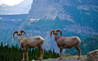The Art of Sheep Hunting: Techniques for Your Grand Slam Pursuit